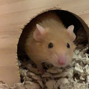 Meet your Posher, Samantha